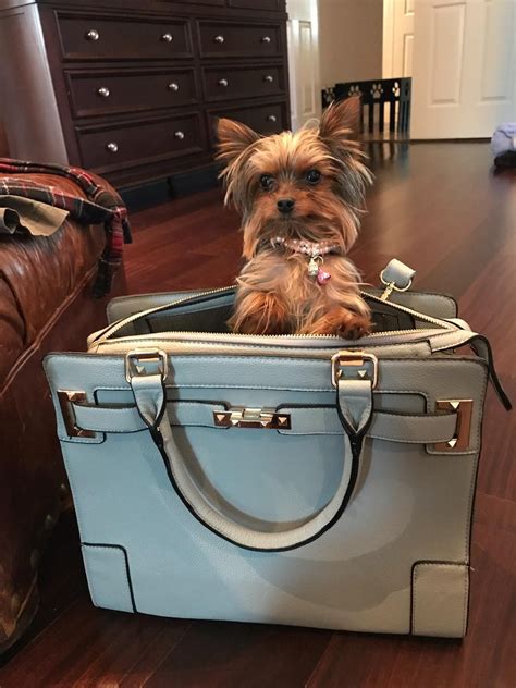 purse dog