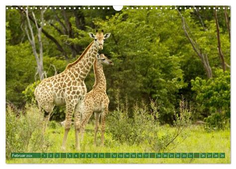 putzige tierwelt afrikas tischkalender 2016 PDF