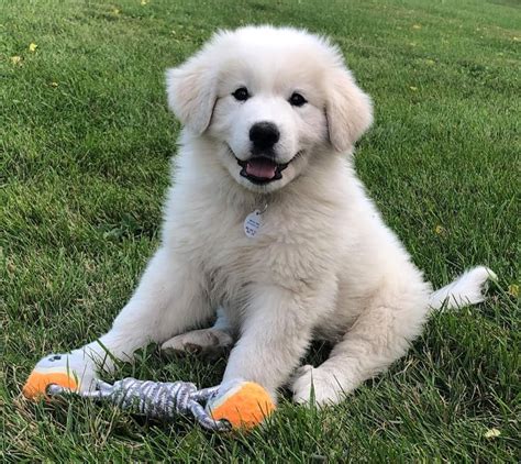 pyrenees puppy