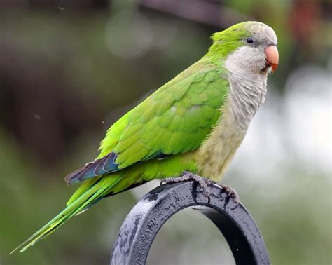 quaker birds