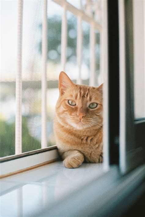 quando o gato mija no dono o que significa espiritualmente