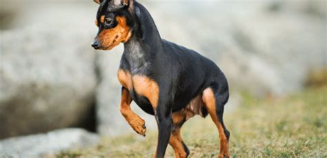 quantos anos vive um pinscher