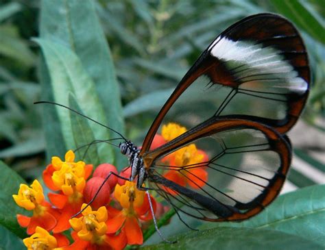 queen alexandras birdwing