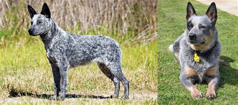 queensland heeler vs australian cattle dog