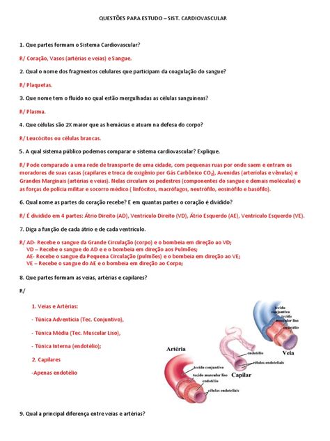 questões sobre sistema cardiovascular