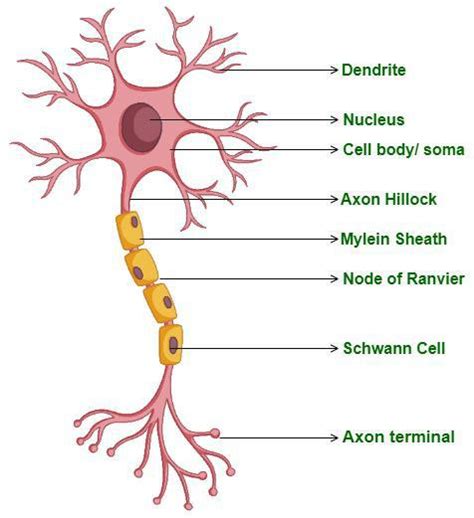 quiz on nerve cell diagram pdf Kindle Editon