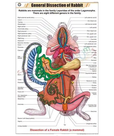 rabbit anatomy dissection guide Doc
