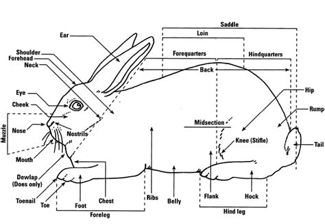 rabbit diagram labeled pdf Doc