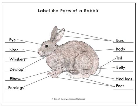 rabbit diagram labeled pdf Doc