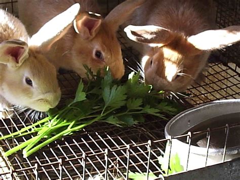 rabbit feed