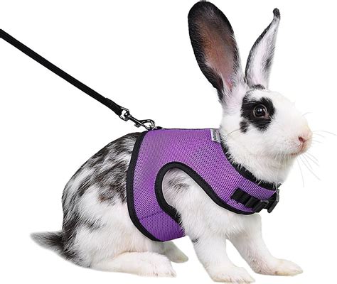 rabbit harness