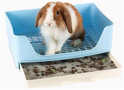 rabbit litter box