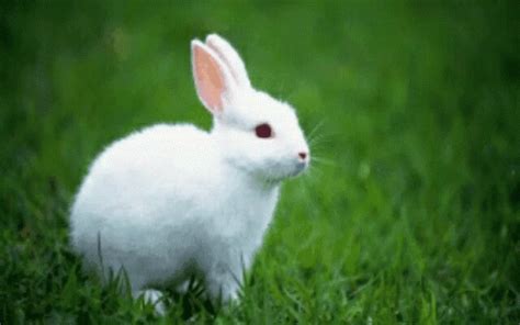 rabbit rabbit gif