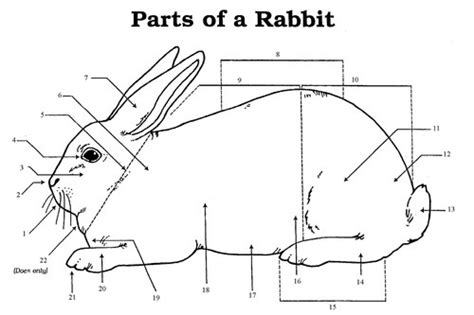 rabbit skillathon practice test Ebook PDF
