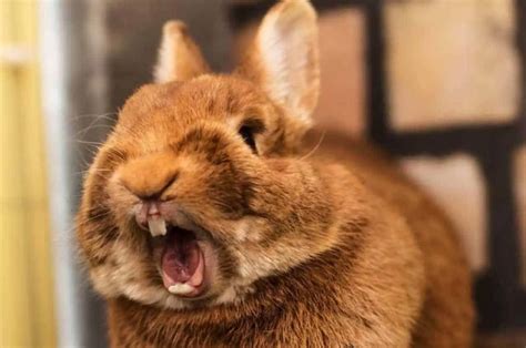 rabbit sneezing