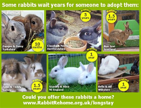 rabbits rehoming near me