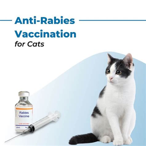 rabies injection for cats