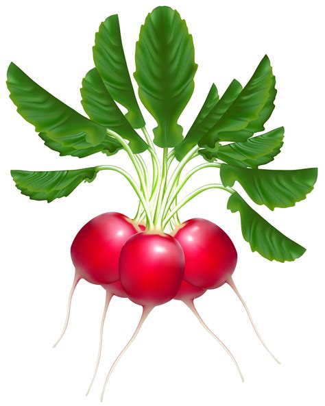 radish clipart