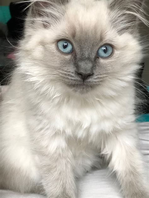 ragdoll cat for adoption