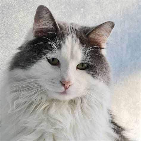 ragdoll maine coon cat mix