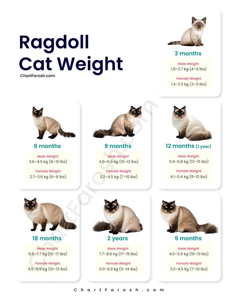 Ragdoll Weight Chart