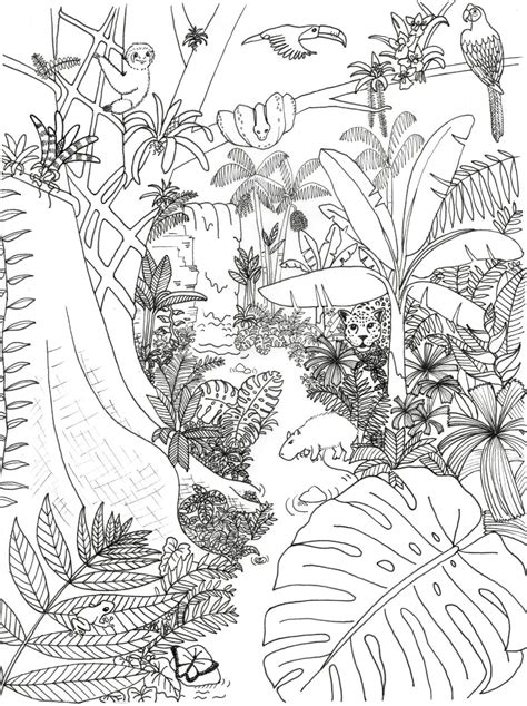 rain forest coloring book PDF