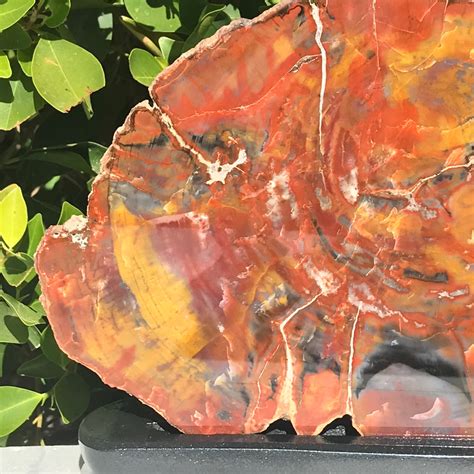 rainbow petrified wood