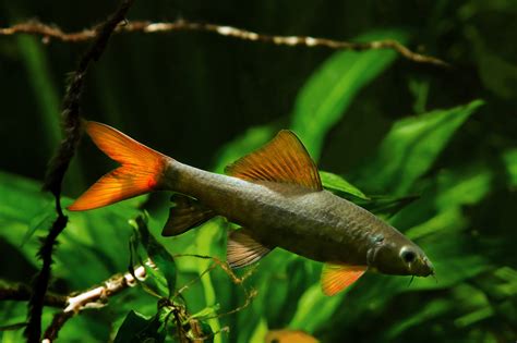 rainbow shark