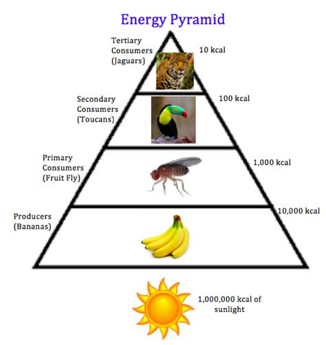 rainforest energy pyramid