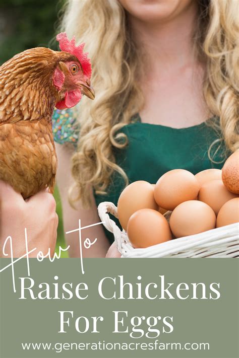 raising chickens for eggs