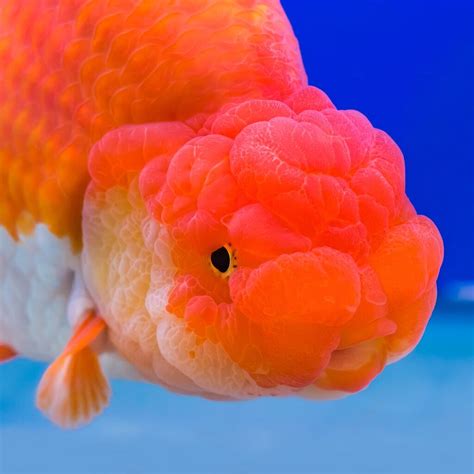 ranchu goldfish