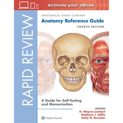 rapid review anatomy reference guide PDF