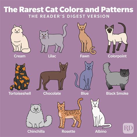 rare cat colors