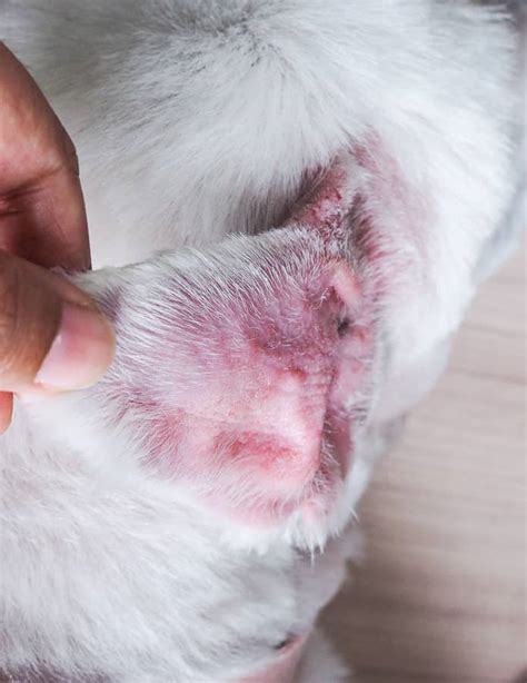 rash in dogs ear