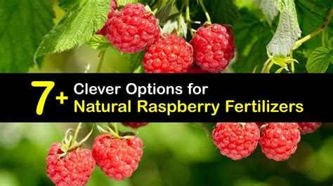 raspberries fertilizer