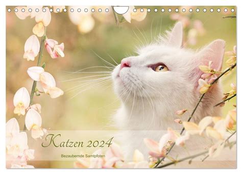 rassekatzen samtpfoten wandkalender verschiedene monatskalender Reader