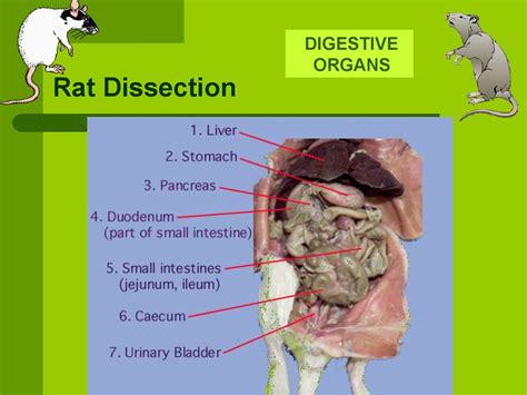 rat diagram labeled of the digestive system Reader