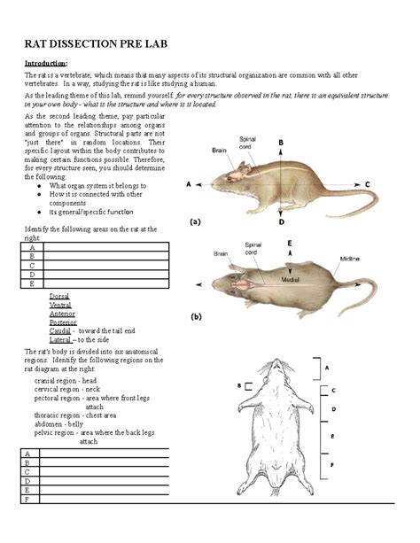 rat dissection lab answers Doc