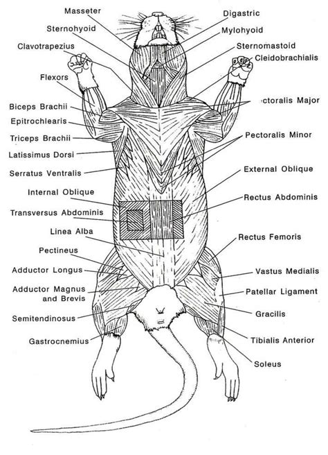 rat dissection labeled diagram pdf Kindle Editon
