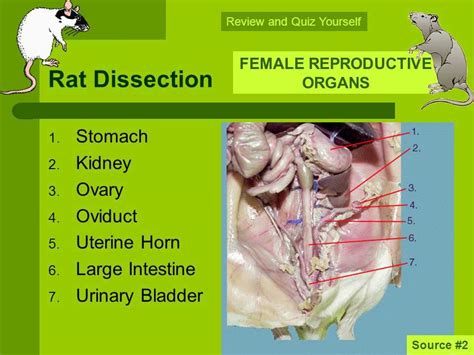 rat dissection questions and answer key Epub