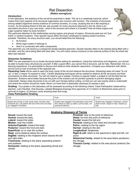 rat dissection student notes keller isd answers Doc