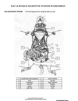 rat dissection worksheet answers Reader