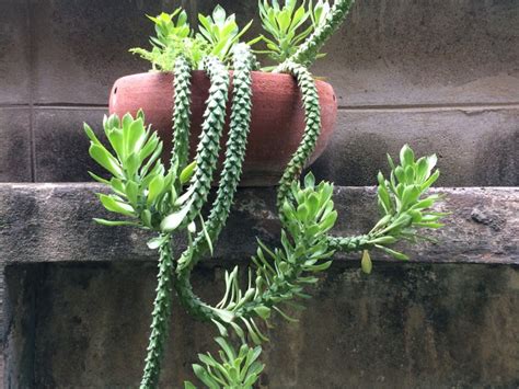 rat tail cactus