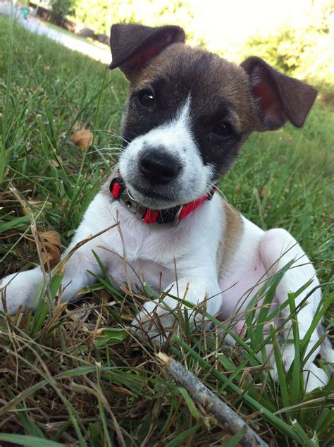 rat terrier puppy