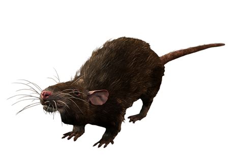 rats bg3