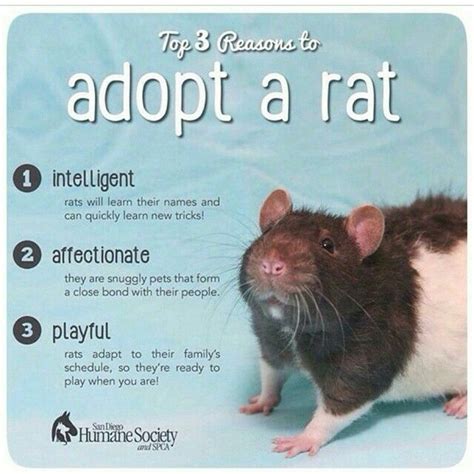 rats for adoption near me