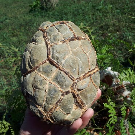 raw septarian nodule