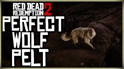 rdr2 perfect wolf pelt