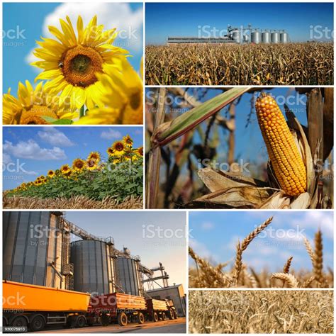 read collage of agriculture PDF