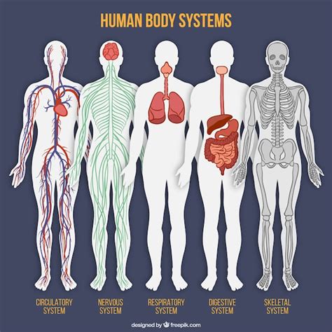 read download body systems health PDF